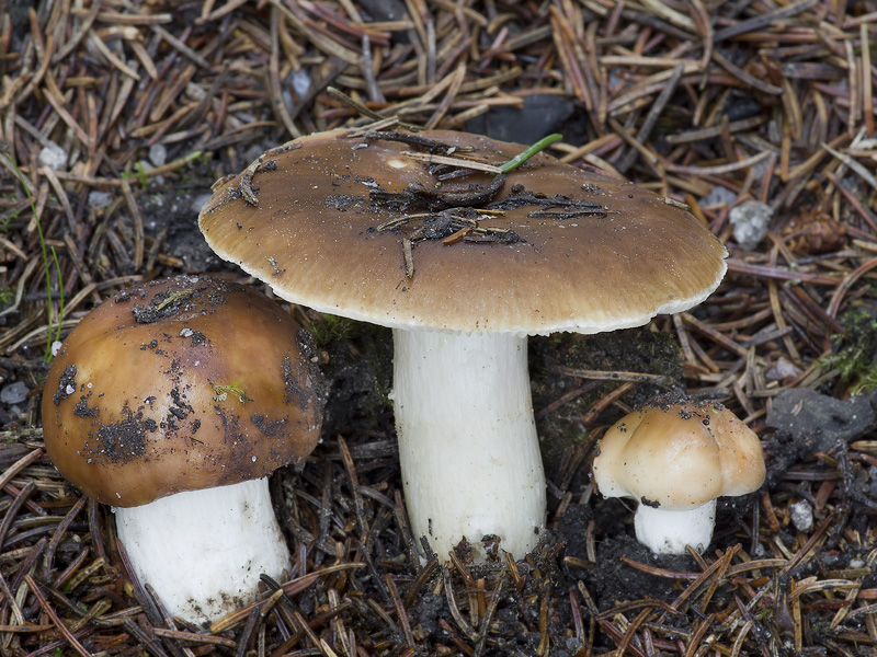 Russula mustelina